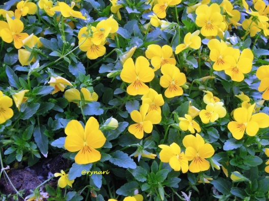 Viola kuning menyegarkan pejalan